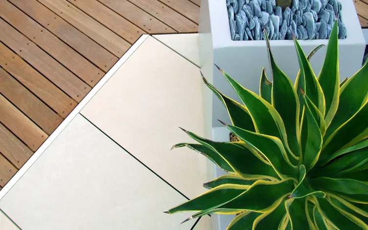 agave