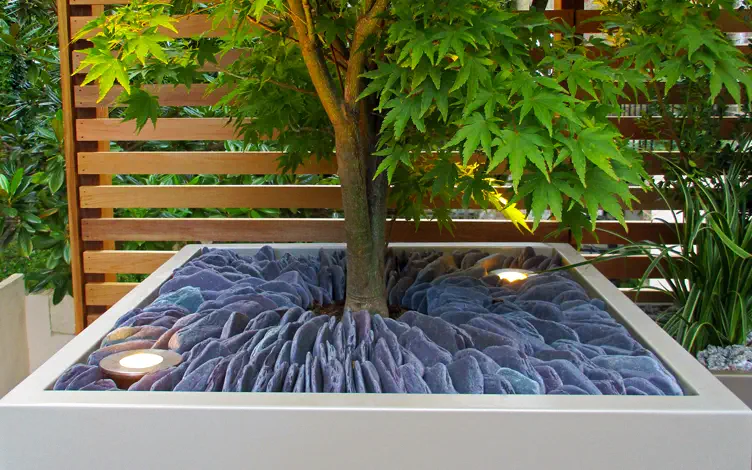 acer