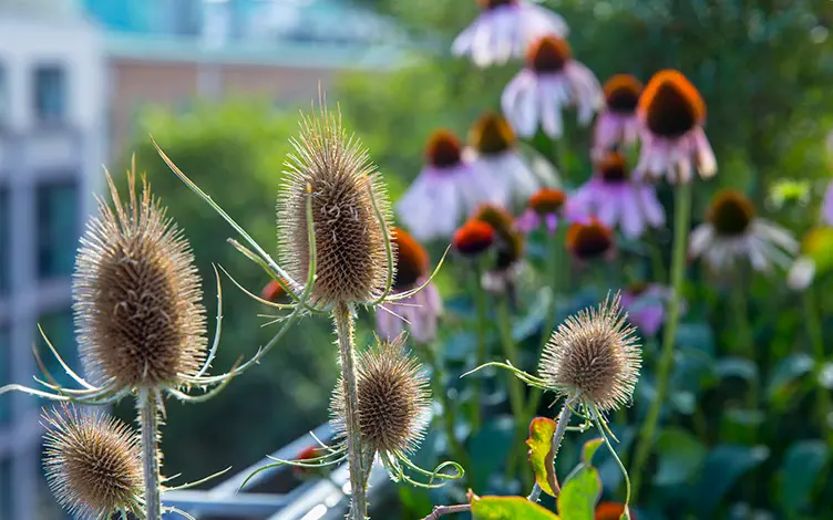 teasel