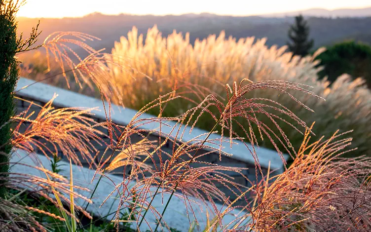 miscanthus