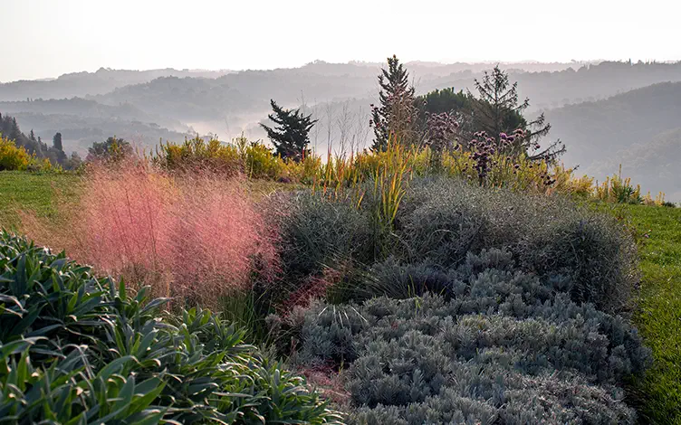 muhly