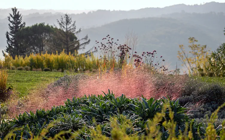 grass