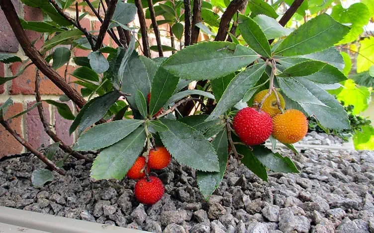 arbutus