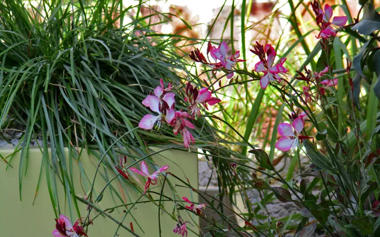 gaura