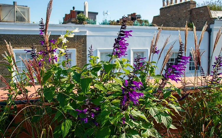 salvia