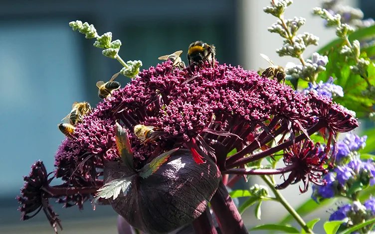 bees