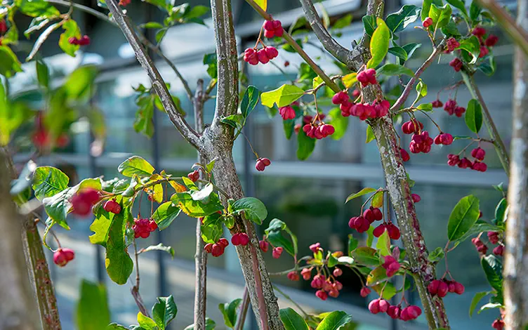 euonymus